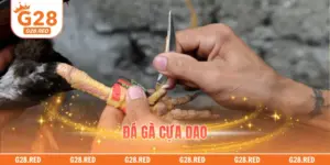 Đá Gà Cựa Dao – Cuộc Đối Đầu So Cựa Kịch Tính Tại G28