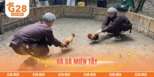 Đá Gà Miền Tây – Trải Nghiệm Trường Đấu Hấp Dẫn Nhất