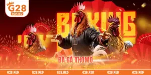 Đá Gà Thomo – Sức Hút Đặc Biệt Từ Trường Gà Campuchia
