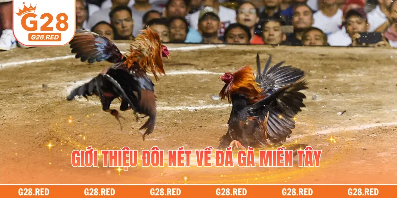 Giới thiệu đôi nét về đá gà miền Tây 